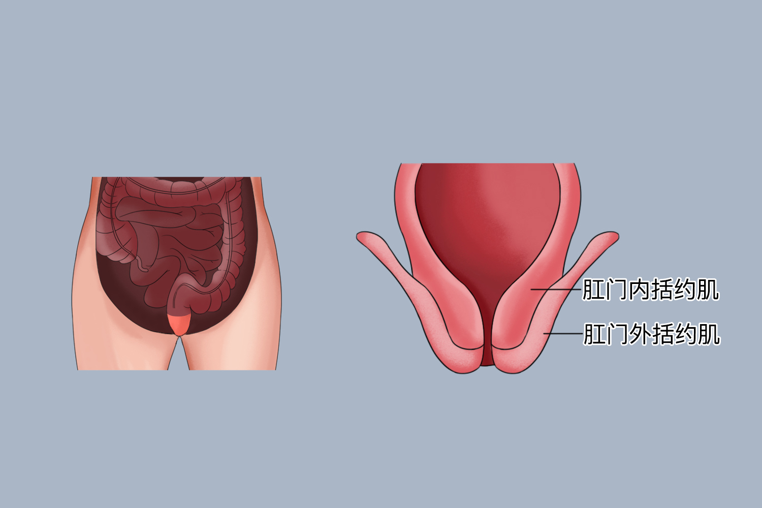 肛门外括约肌位置图