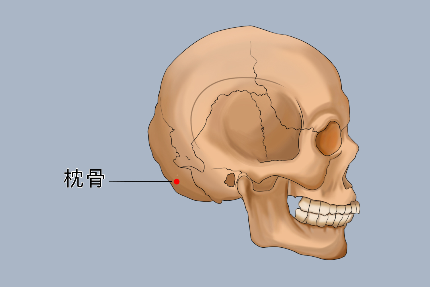 枕骨侧面观位置图 枕骨侧面观位置图