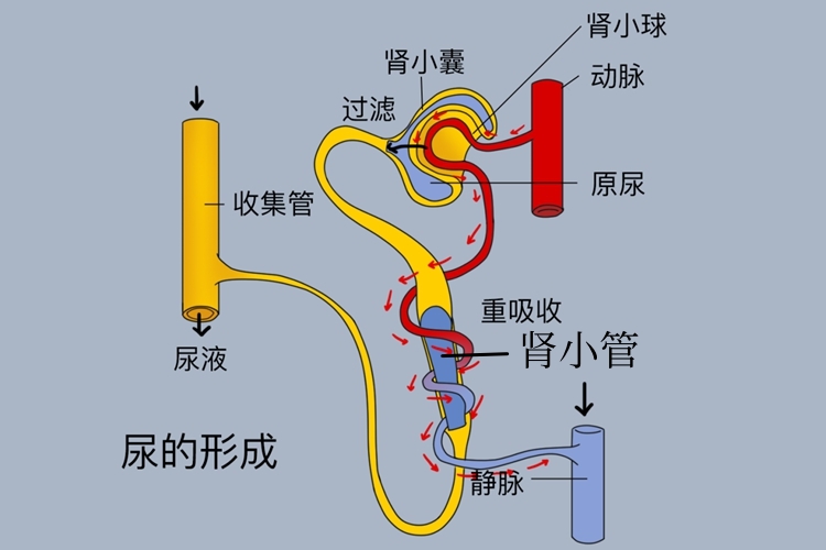 原尿形成部位图