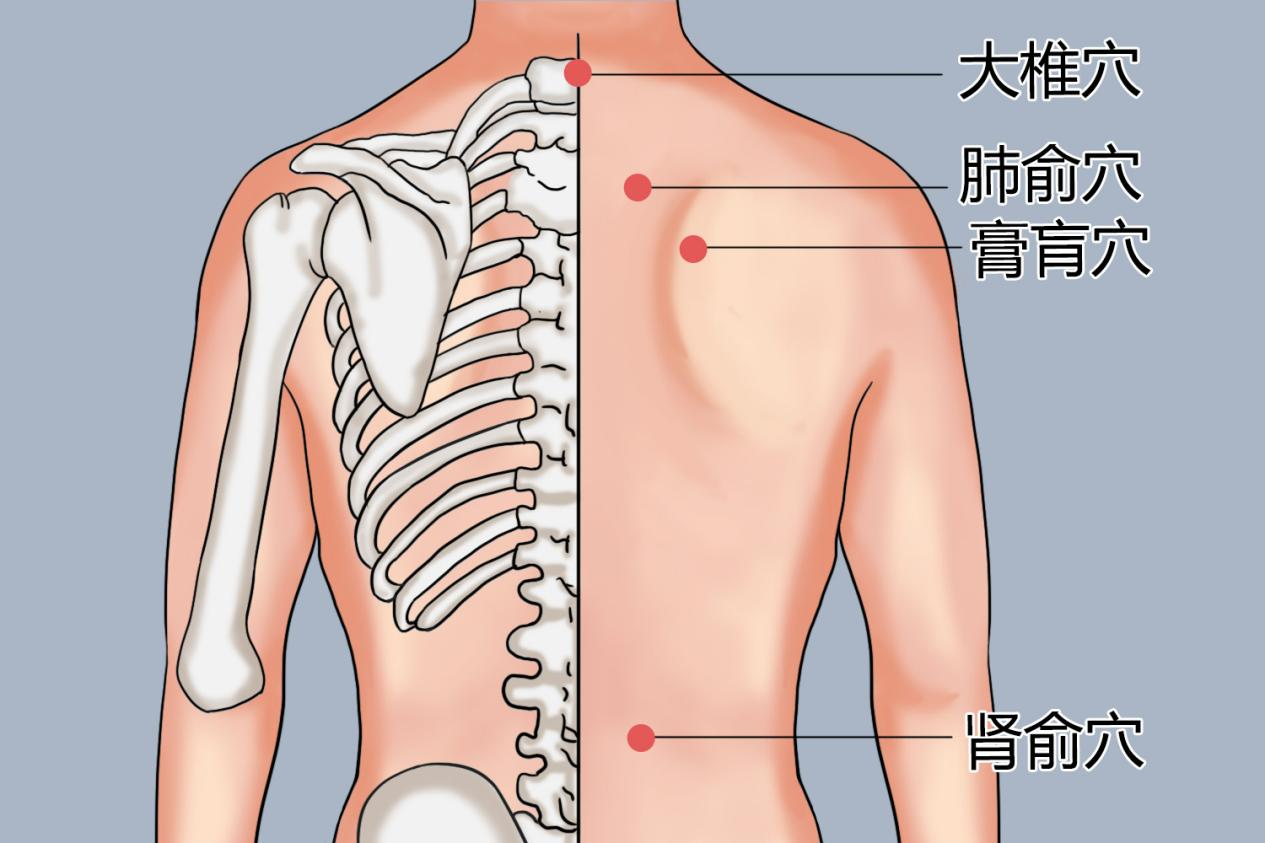 大椎穴、肺俞穴、肾俞穴、膏肓穴位置图 大椎穴、肺俞穴、肾俞穴、膏肓穴位置图