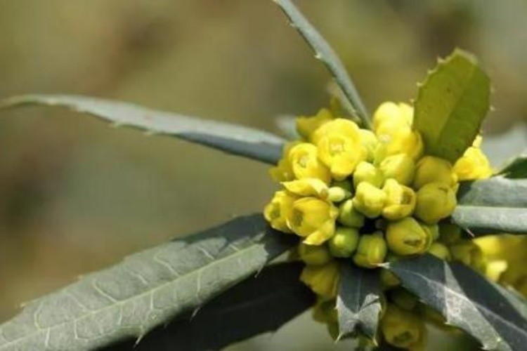 拟豪猪刺植株图