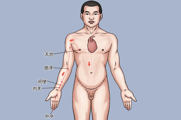 手厥阴心包经右臂循行图