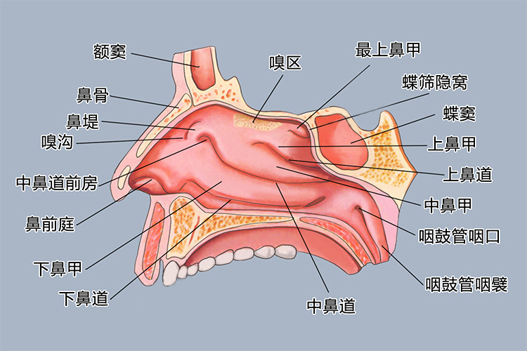 鼻腔的构造图解图片