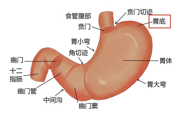 胃底图 胃底图