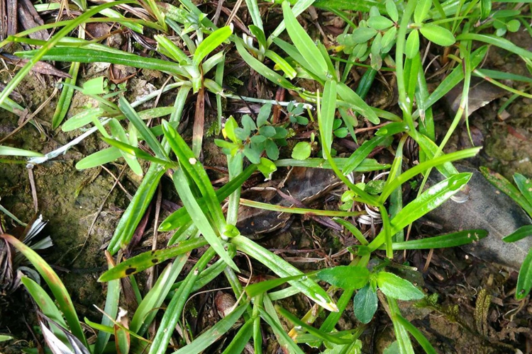 植株叶下白草药图