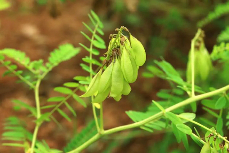 荚膜黄芪原植株图 荚膜黄芪原植株图