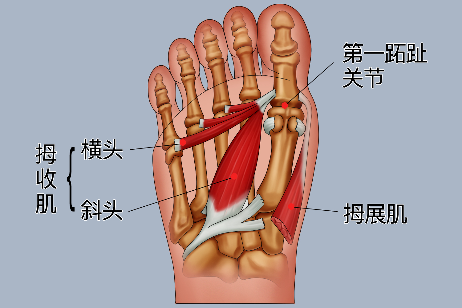 第一跖趾关节解剖学位置图