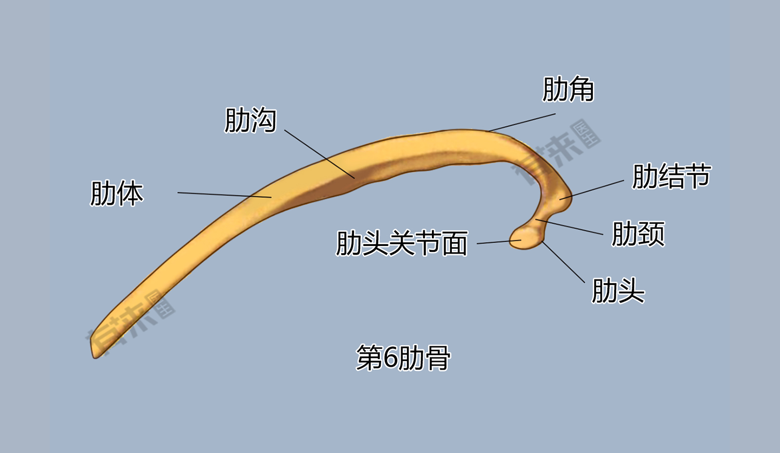 十二肋骨解剖图图片