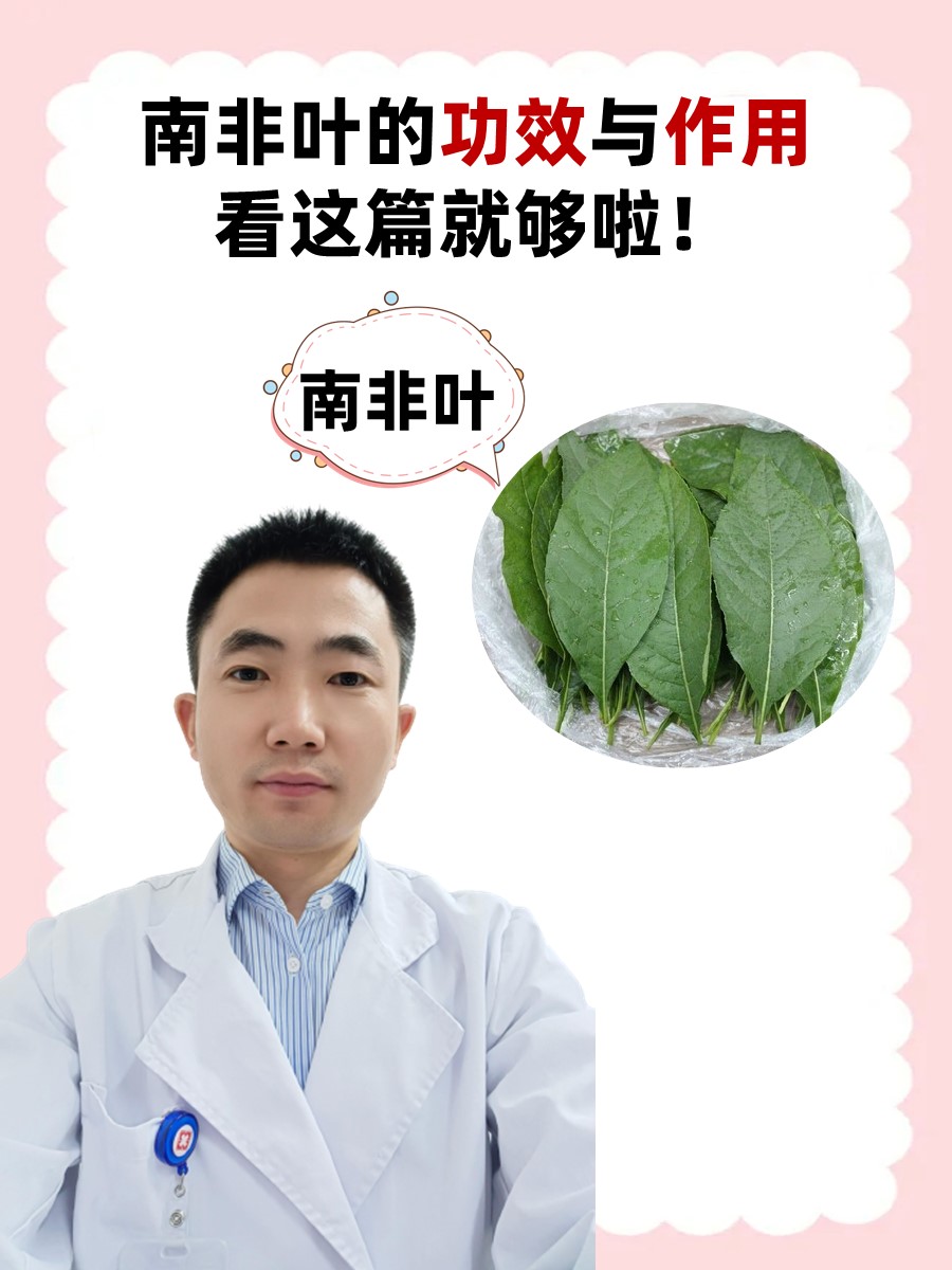 南非叶的功效与作用，看这篇就够啦！