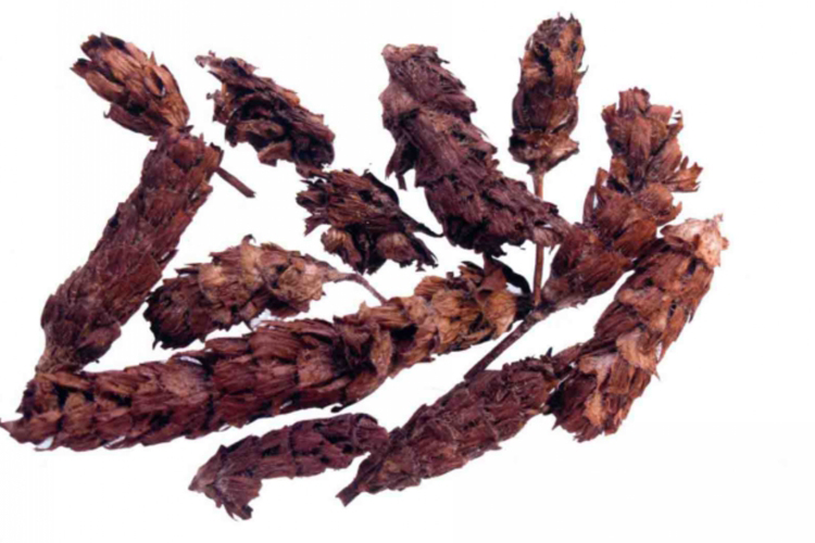 夏枯草图 夏枯草图