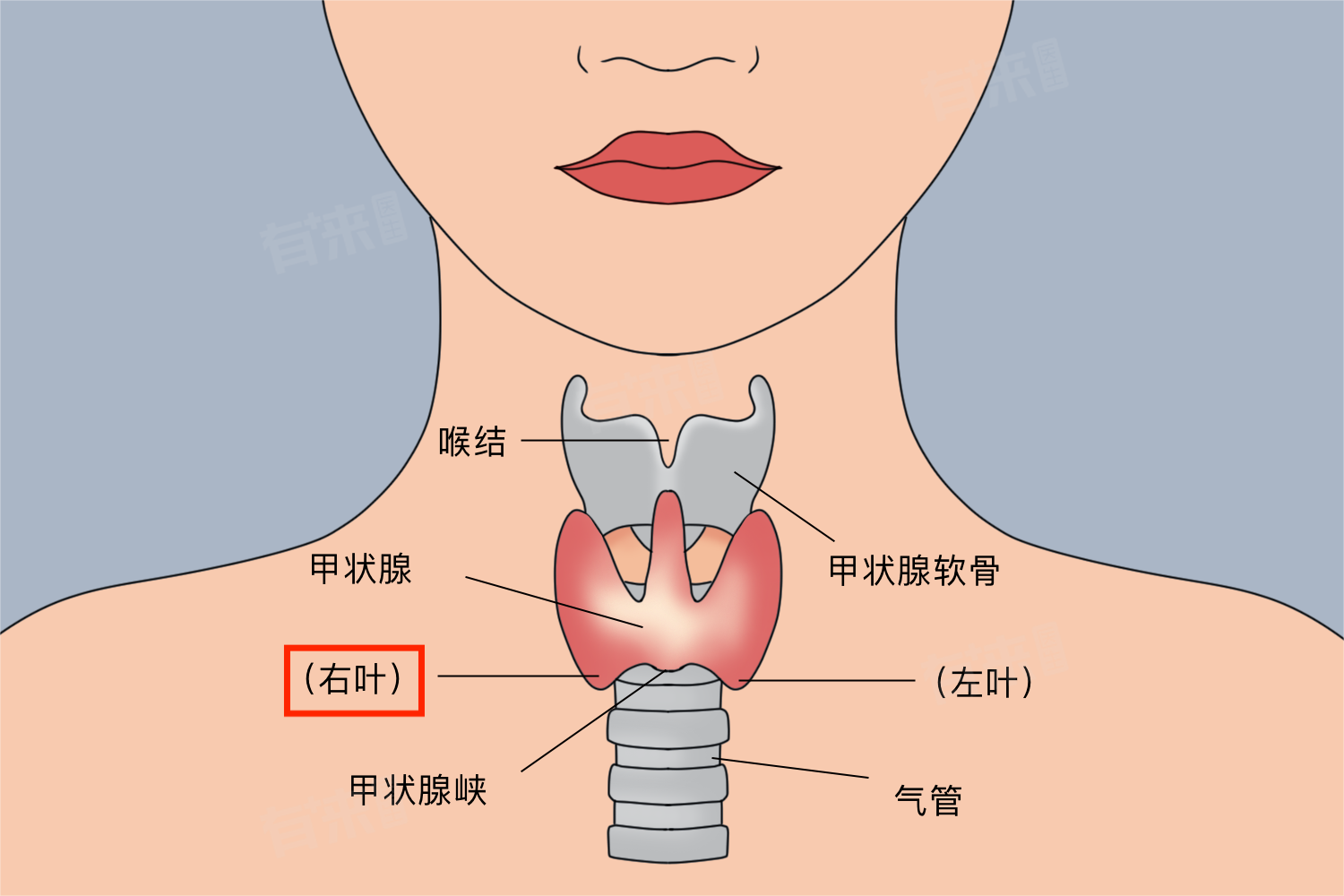 甲状腺右叶病变是什么意思-有来医生