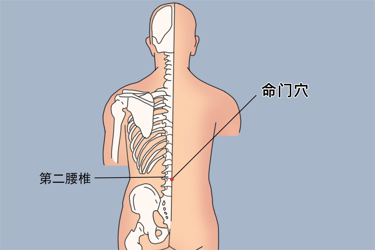 命门穴位置图 命门穴位置图