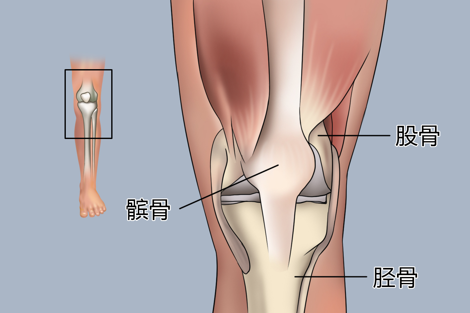 膝盖示意图