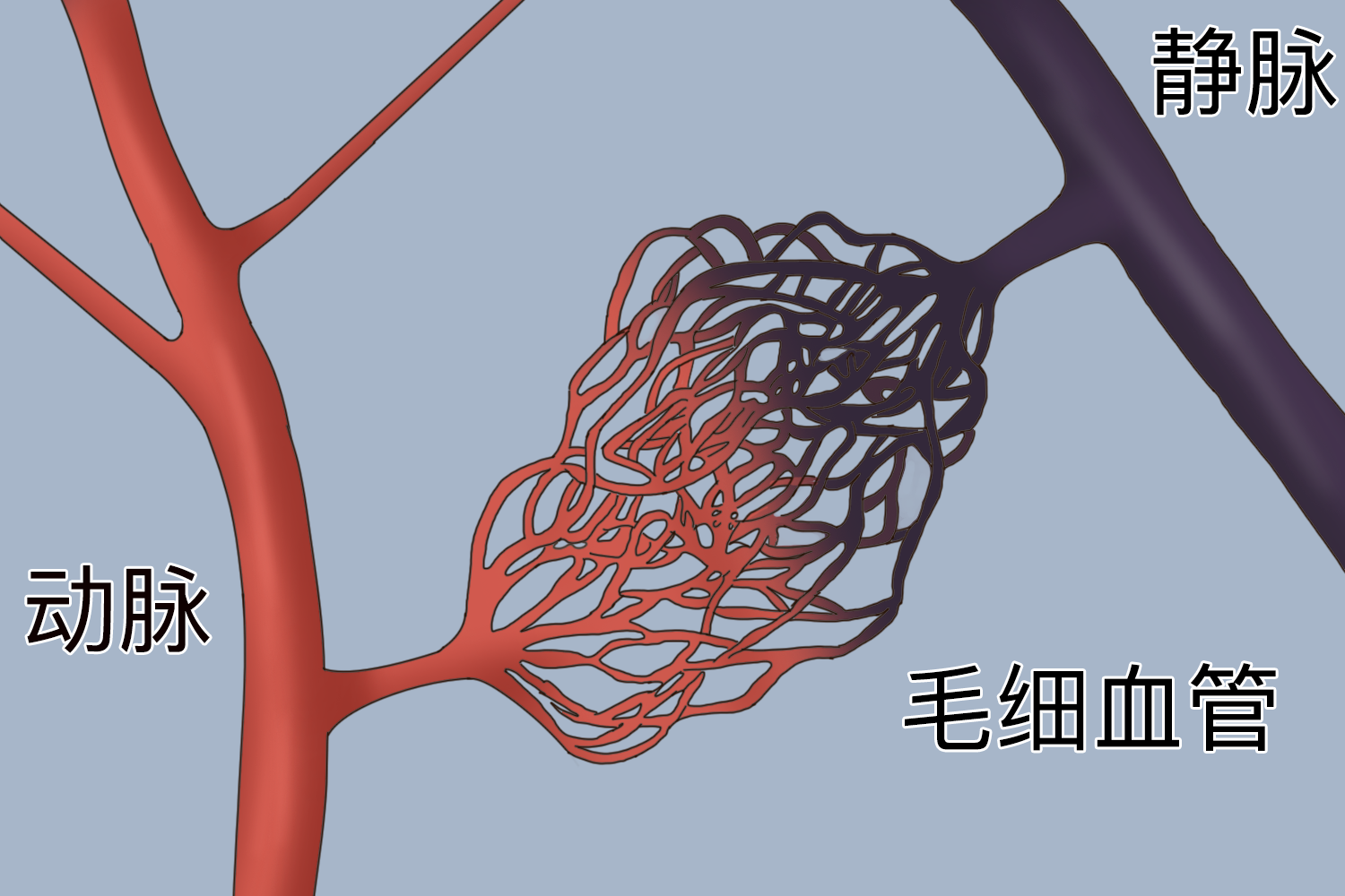 动脉静脉毛细血管示意图 动脉静脉毛细血管示意图