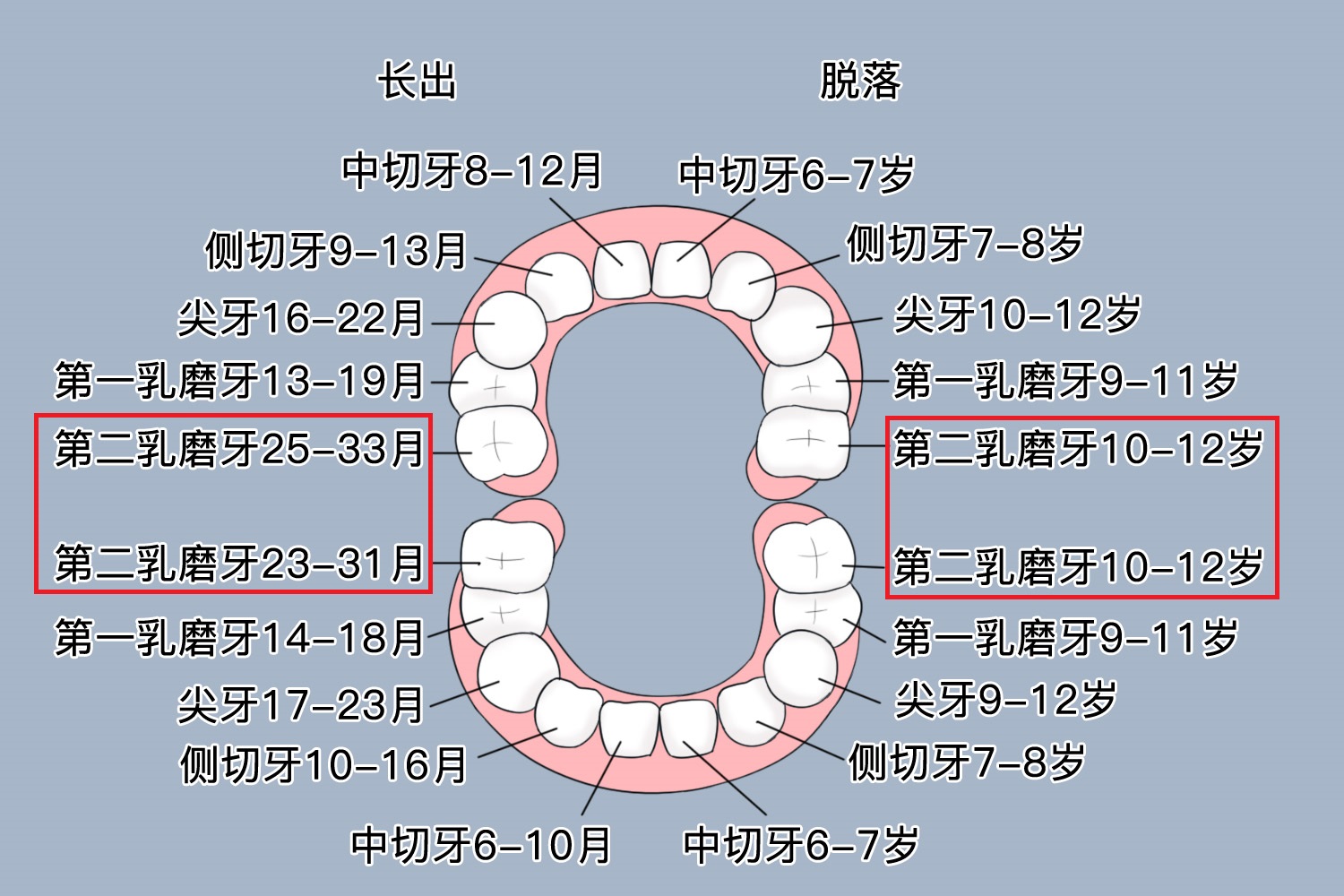 第二乳磨牙位置图 第二乳磨牙位置图