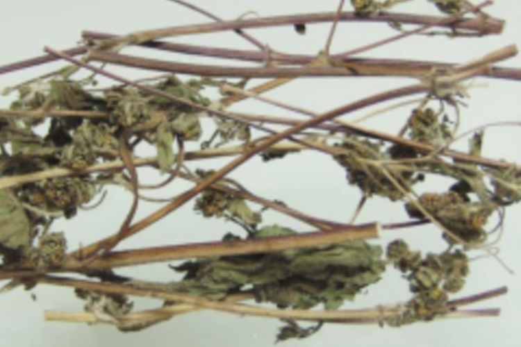 豨莶草药材(腺梗豨莶)图
