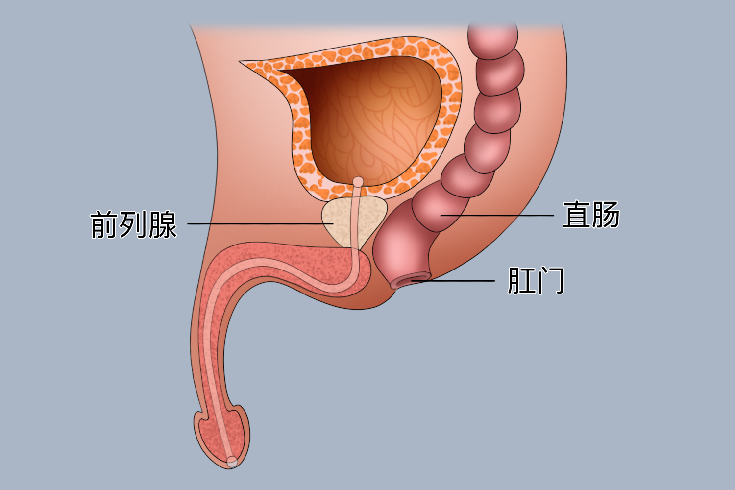 前列腺和直肠的位置图 前列腺和直肠的位置图