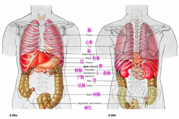 背部器官分布图
