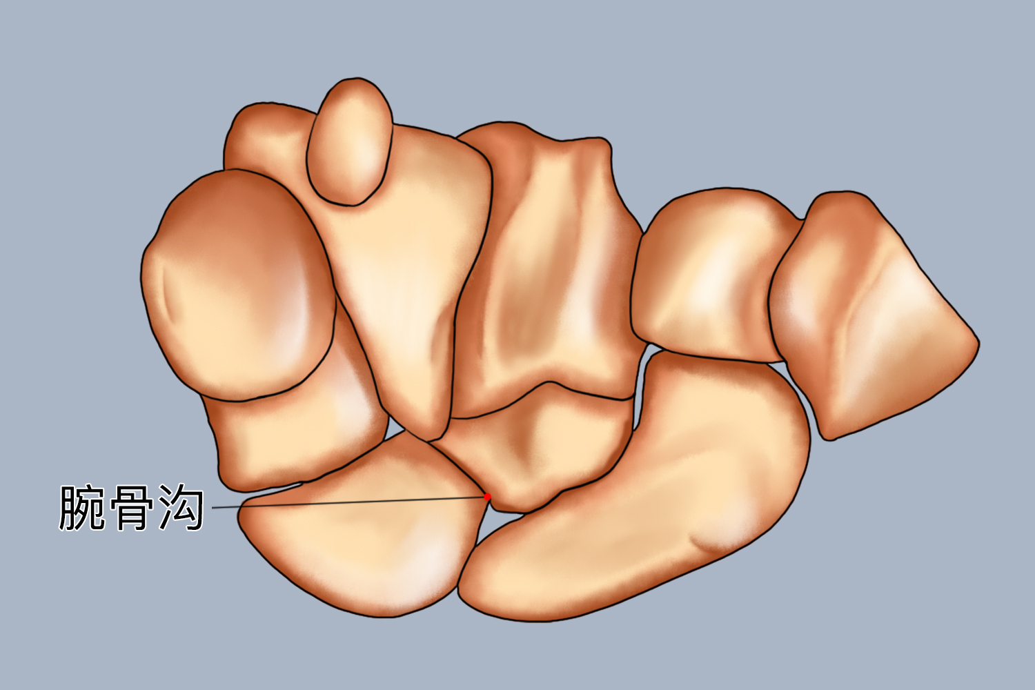 腕骨沟图 腕骨沟图