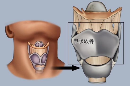 甲状软骨解剖与位置图