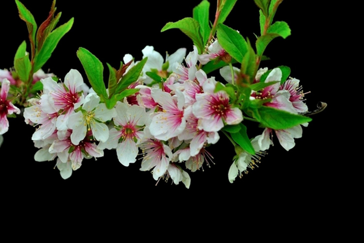 欧李植株图 欧李植株图