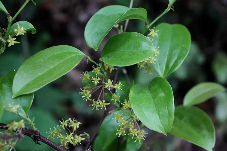 菝葜植株图