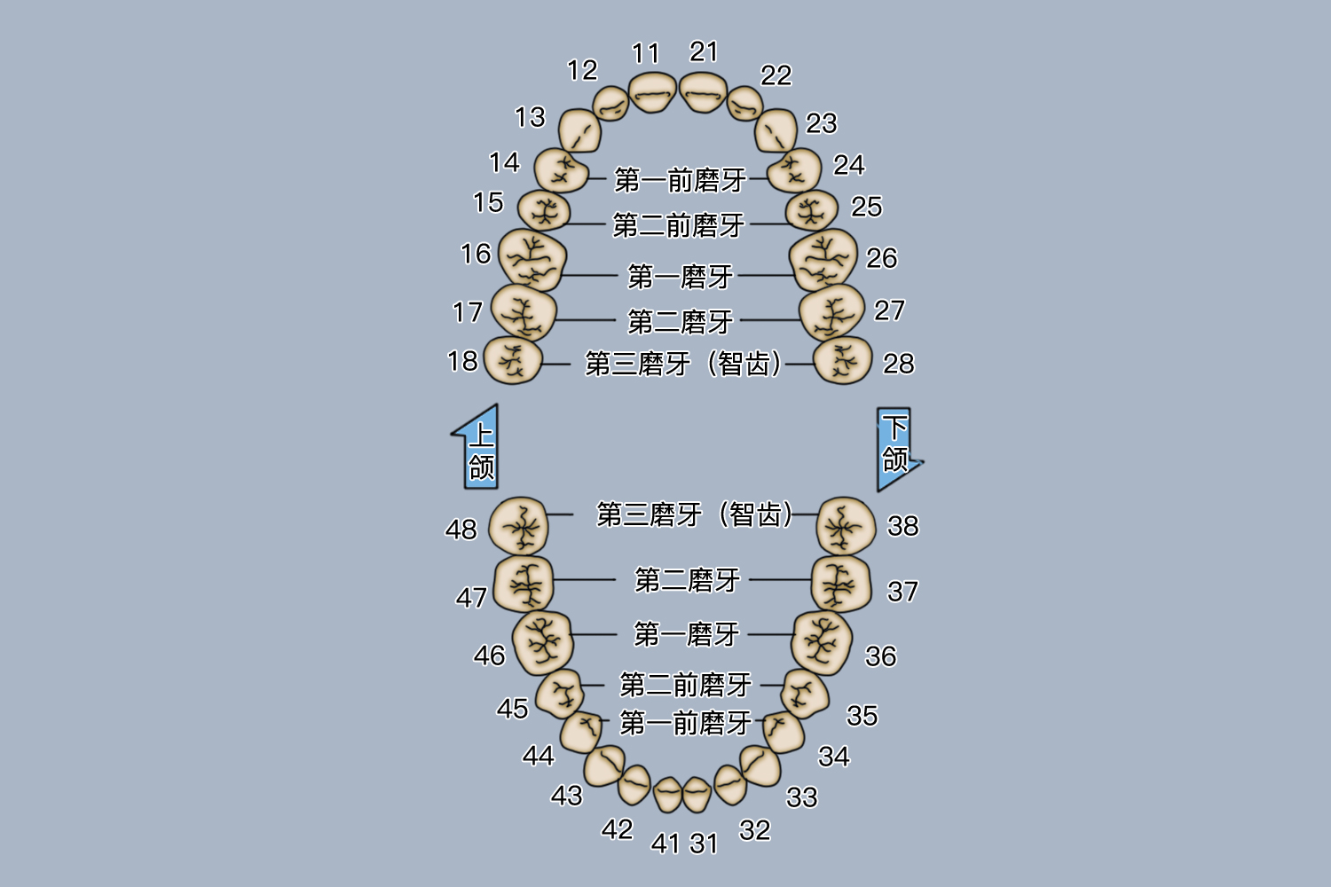 上下颌磨牙图