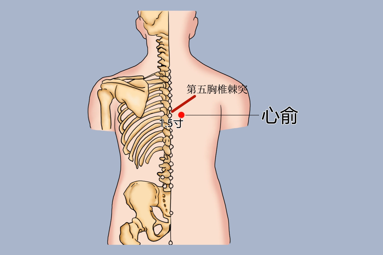 心脏艾灸的准确位置图图片