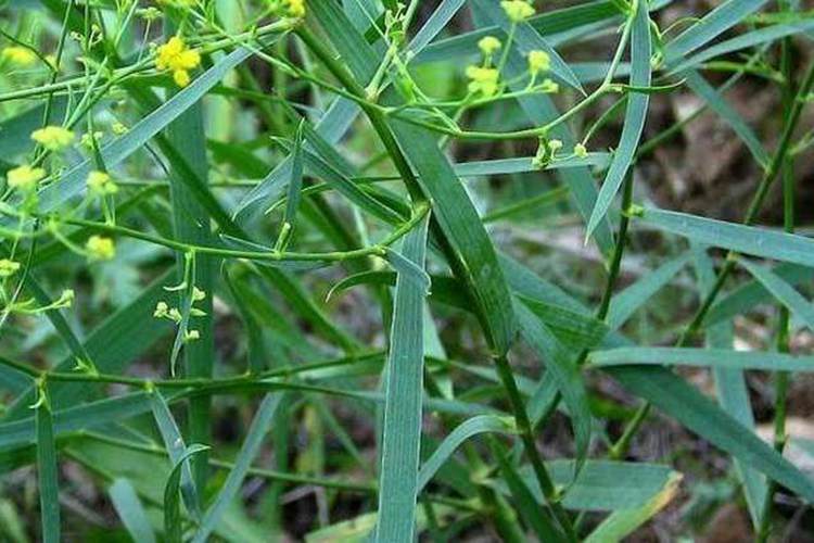 柴胡植株图 柴胡植株图