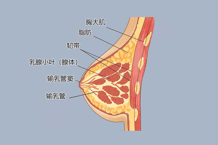 乳腺位置图