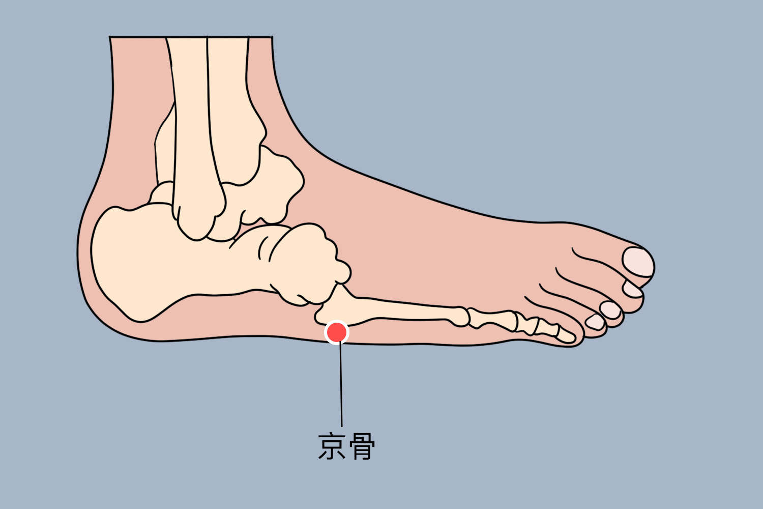 京骨的准确位置图图片