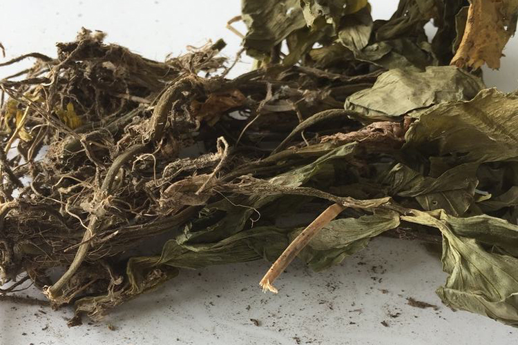 见血清晒干后图 见血清晒干后图