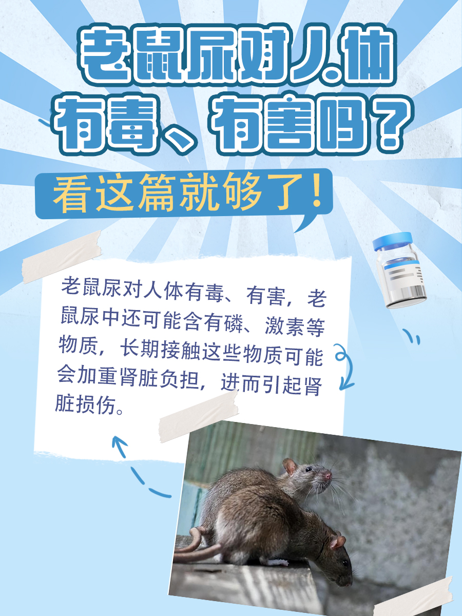 老鼠尿对人体有毒、有害吗？看这篇就够了！
