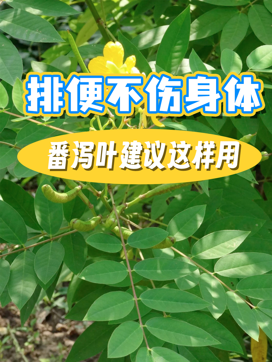 排便不伤身体，番泻叶建议这样用