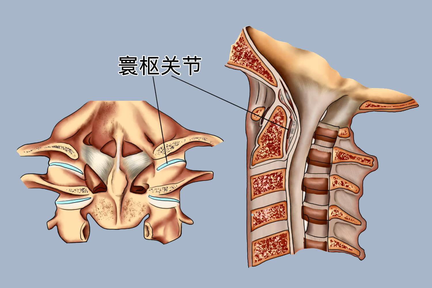 寰枢关节位置图