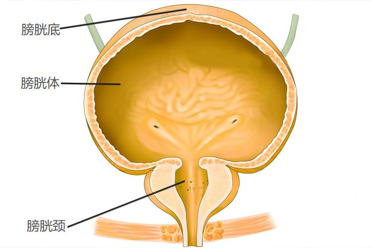 小孩膀胱形态图
