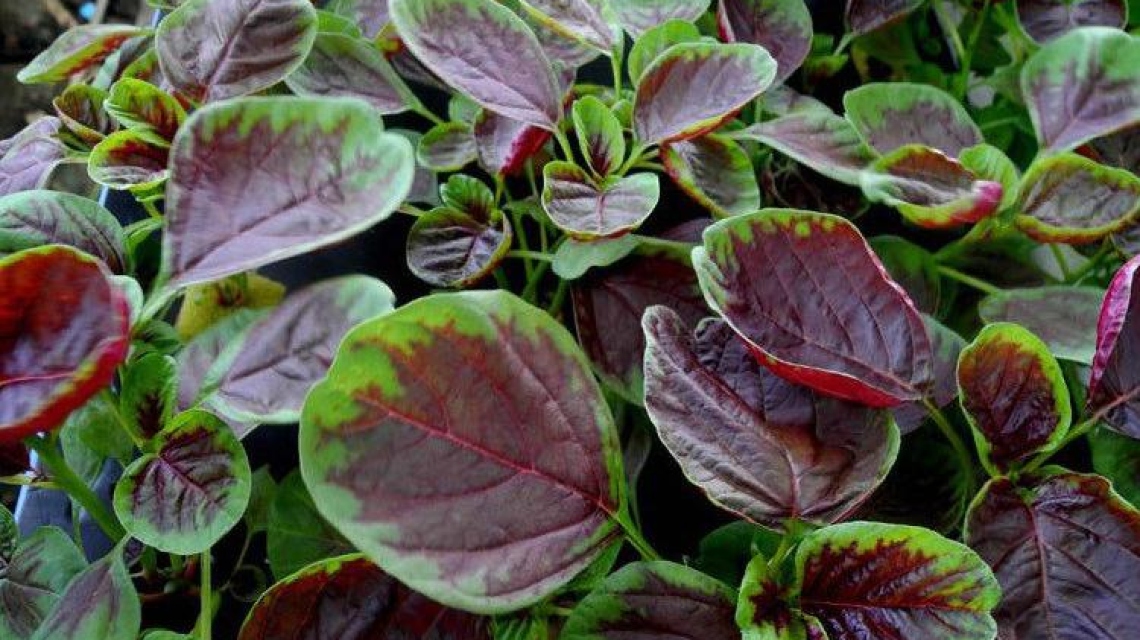 哺乳期能不能吃红苋菜