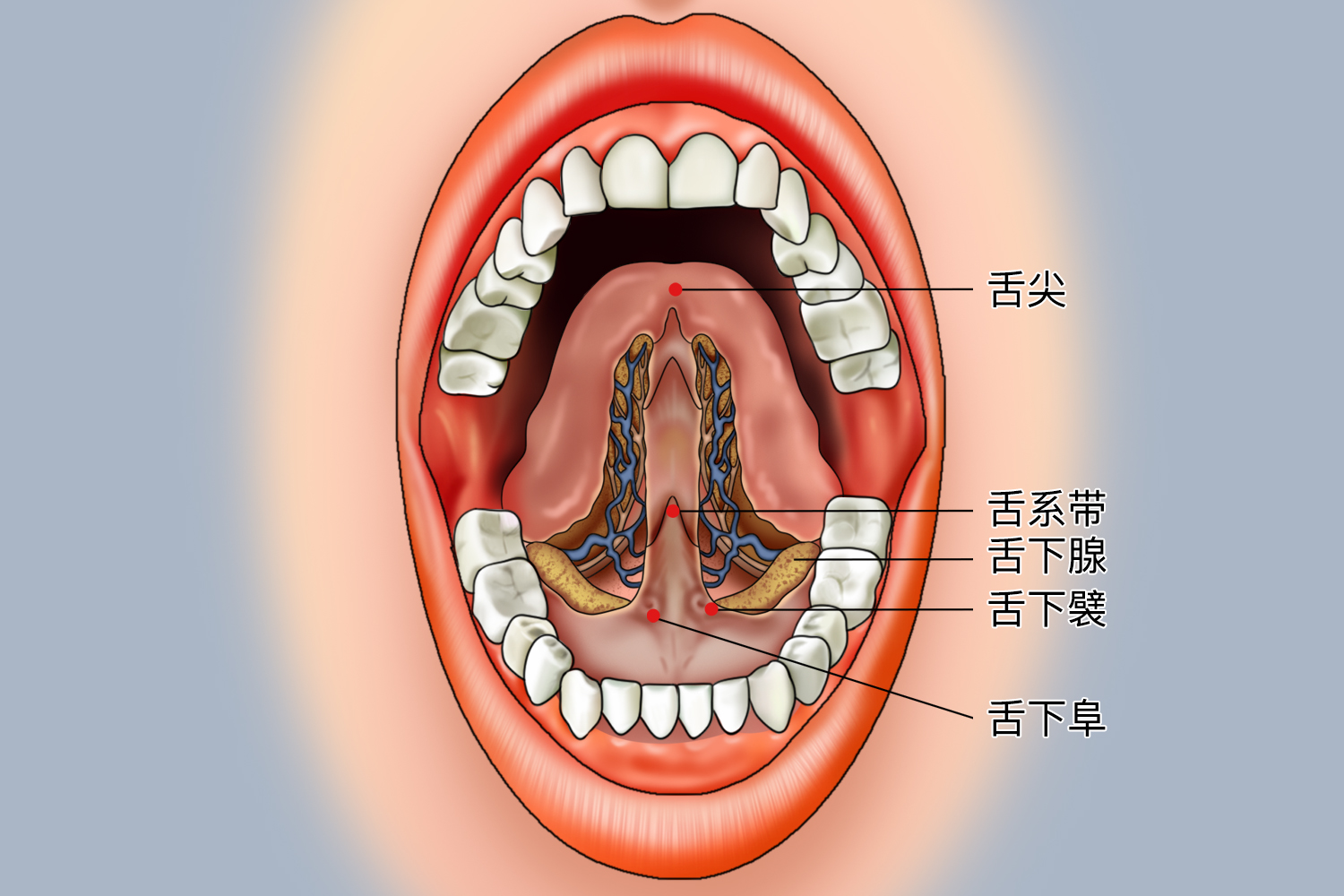 舌头构造真实示意图图片