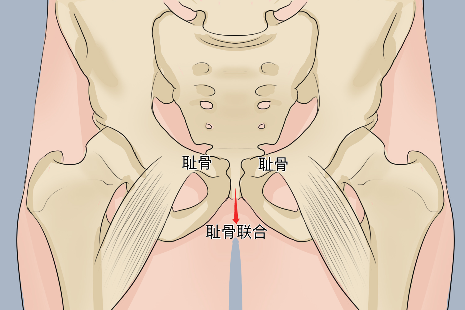 怀孕盆骨耻骨联合痛图
