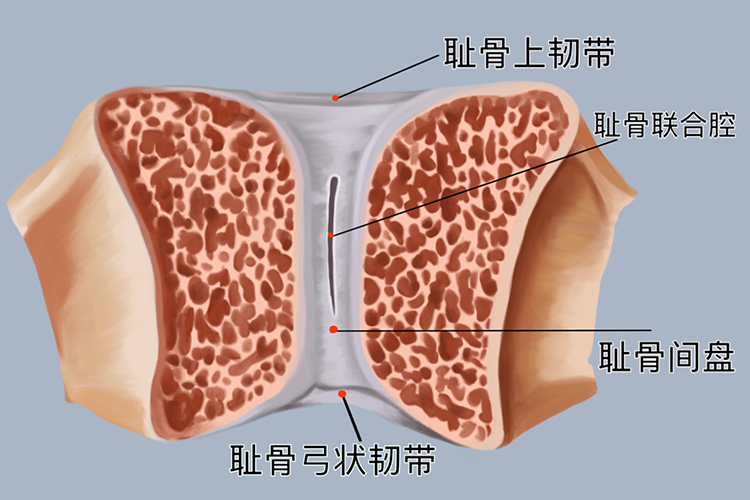 耻骨联合解剖图