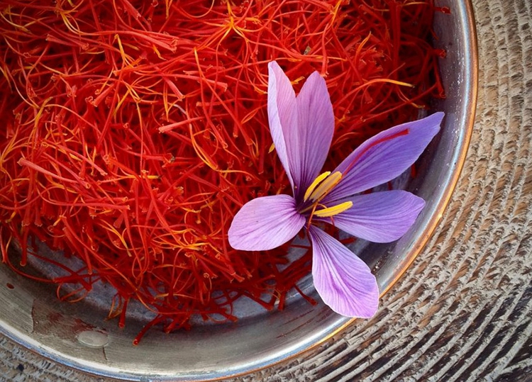 藏红花.jpg