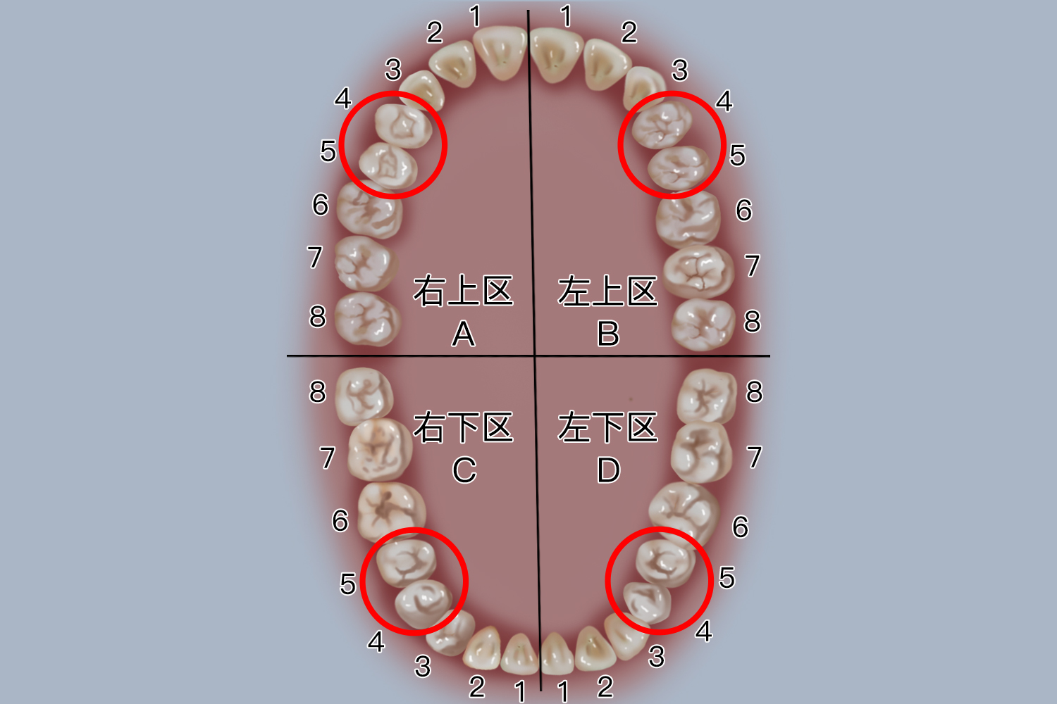 四号五号牙齿位置图