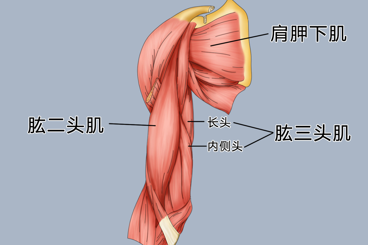 肱二头肌短头肌图片