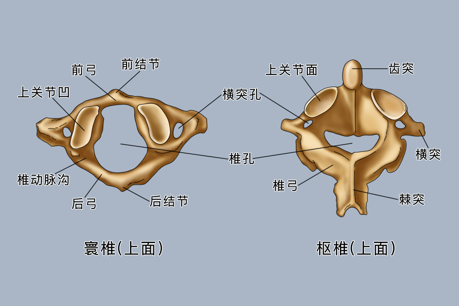 寰椎和枢椎解剖图手绘图片