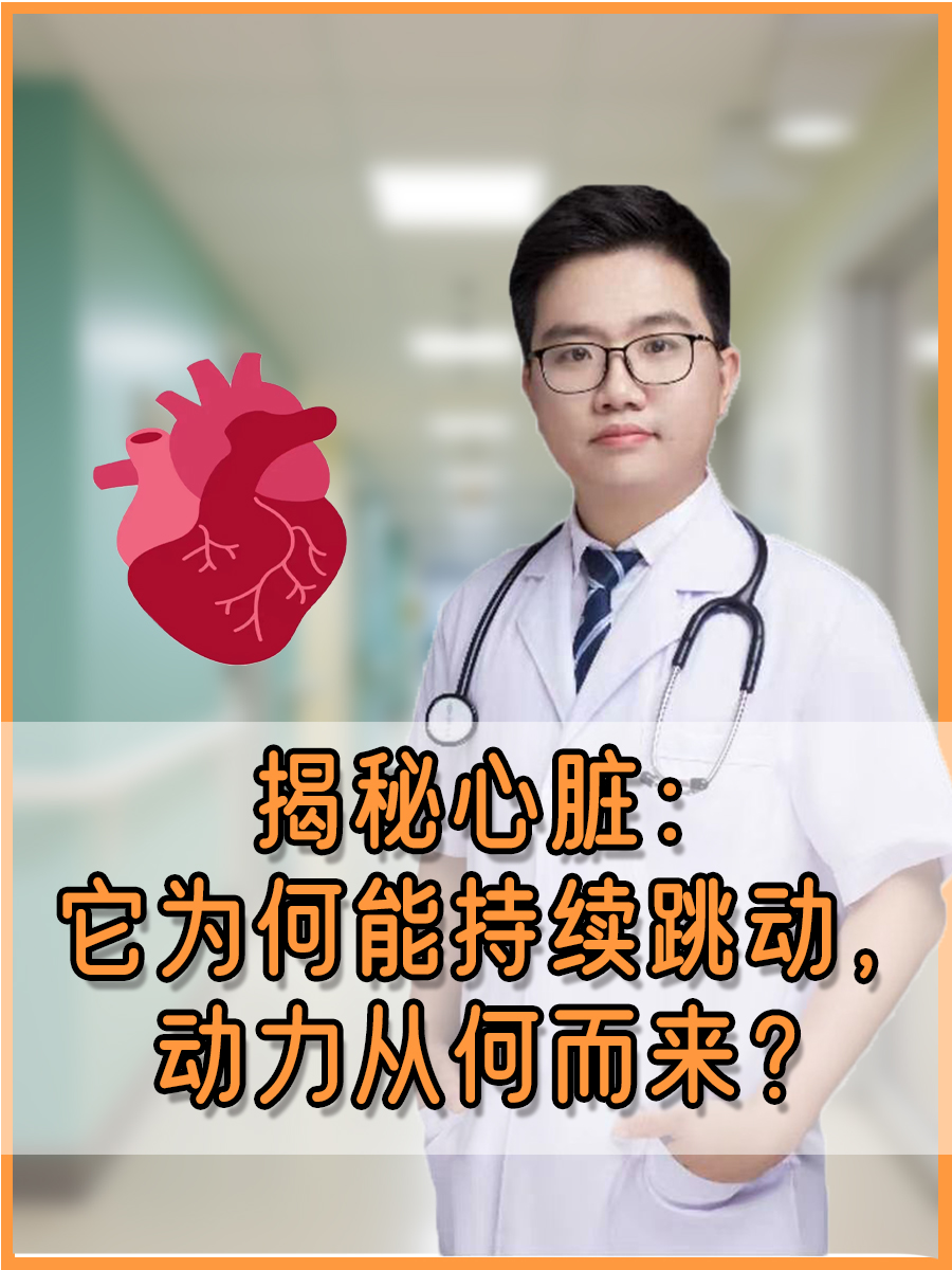 揭秘心脏：它为何能持续跳动，动力从何而来？
