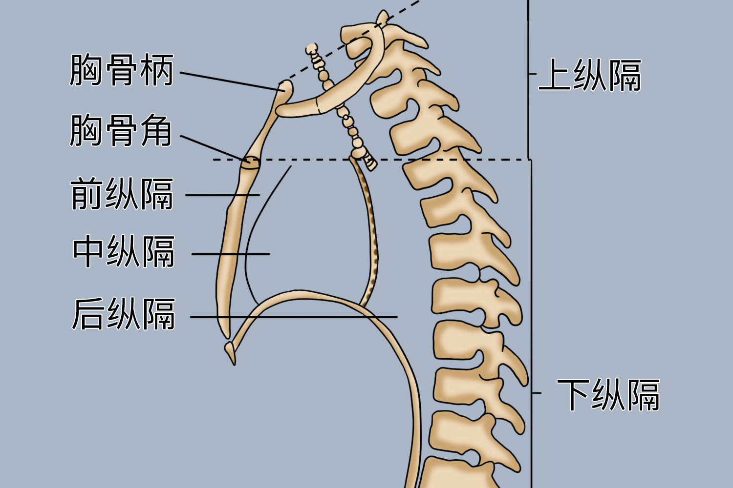纵隔分区示意图