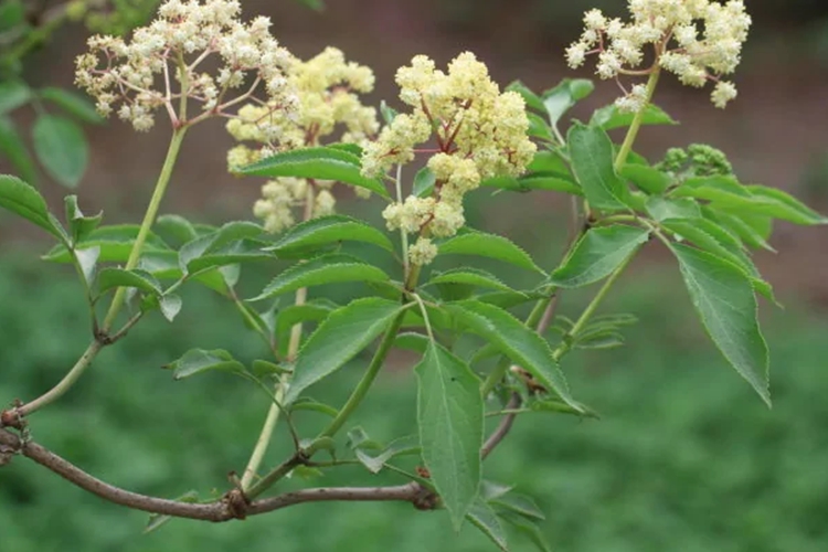 接骨木图 接骨木图