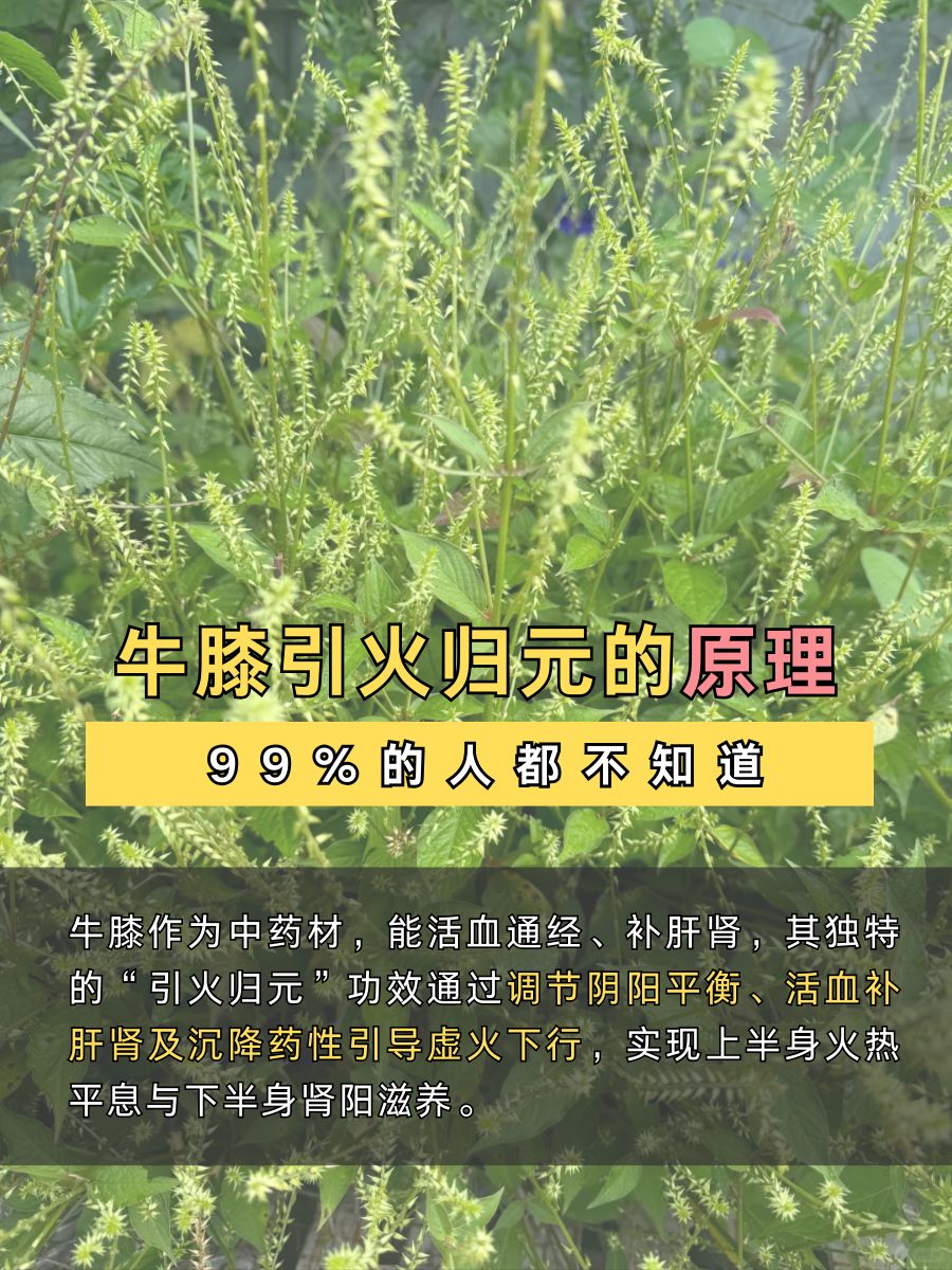 牛膝引火归元的原理,99%的人都不知道!