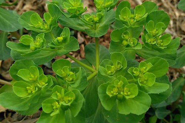 猫眼草植株图 猫眼草植株图