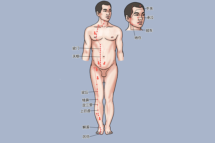 足阳明胃经经络图